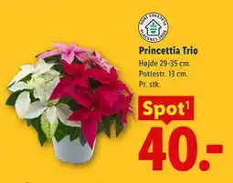 Lidl Princettia Trio tilbud