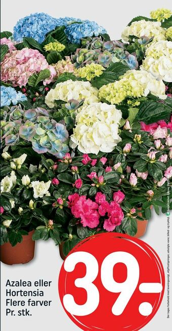 REMA 1000 Azalea eller Hortensia tilbud