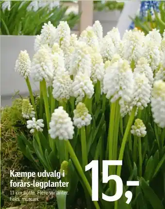 Føtex Kæmpe udvalg i forårs-løgplanter tilbud