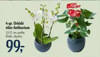 Føtex 4-gr. Orkidé eller Anthurium tilbud