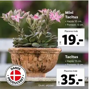 Let-Køb Mini Tacitus tilbud
