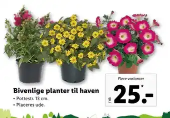 Bivenlige planter til haven