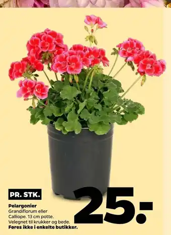 Pelargonier