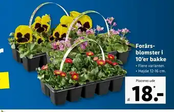 Forårs- blomster i 10'er bakke