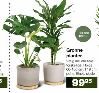 Bauhaus Grønne planter tilbud