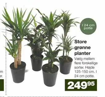 Bauhaus Store grønne planter tilbud
