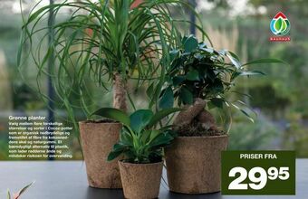 Bauhaus Grønne planter tilbud