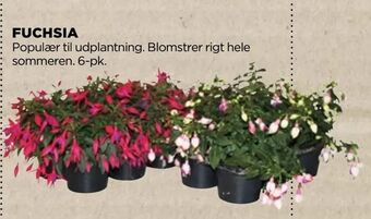 jem & fix Fuchsia tilbud