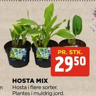 Hosta mix