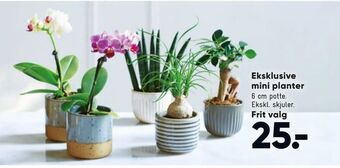 Bilka Eksklusive mini planter tilbud
