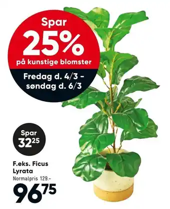 Ficus Lyrata. på kunstige blomster