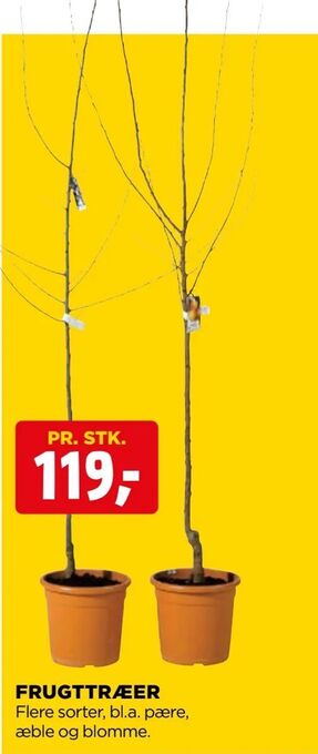 Frugttræer