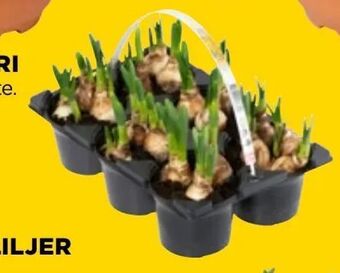 jem & fix Påskeliljer tilbud