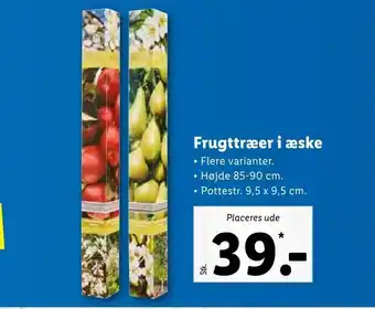 Frugttræer i æske