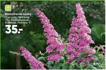 Blomstrende buske