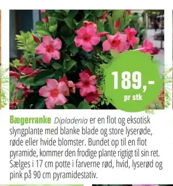 Bægerranke