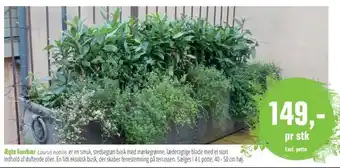 Ægte laurbær