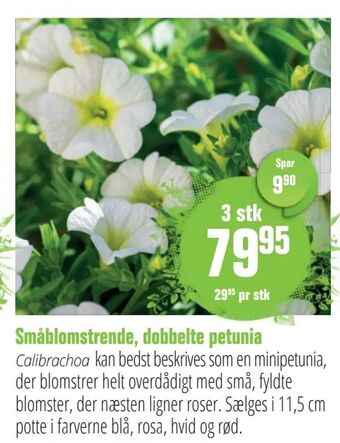 Småblomstrende, dobbelte petunia