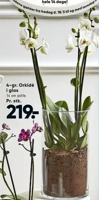 Bilka 4-gr. Orkidé i glas tilbud
