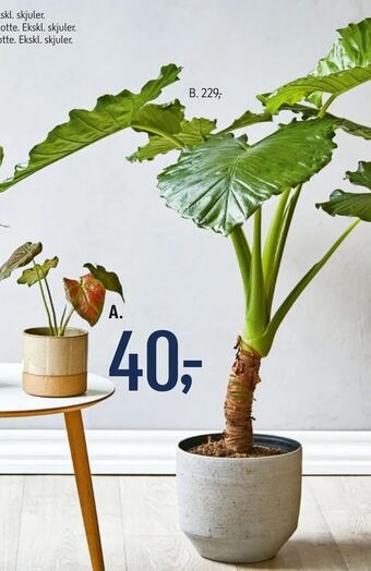 Føtex Grønne planter tilbud