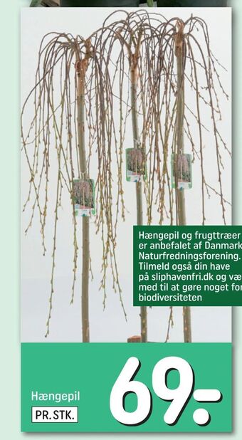 REMA 1000 Hængepil tilbud
