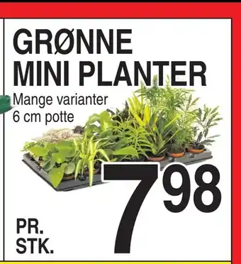 ABC Lavpris Grønne mini planter tilbud