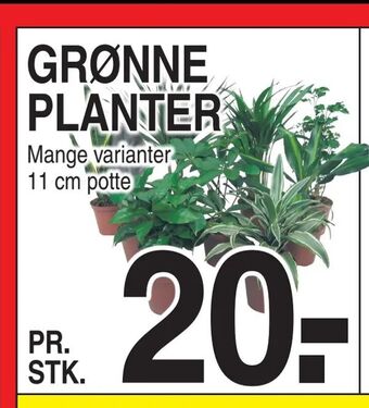ABC Lavpris Grønne planter tilbud