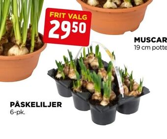 jem & fix Påskeliljer tilbud