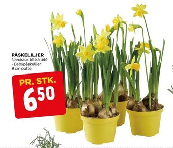 jem & fix Påskeliljer tilbud