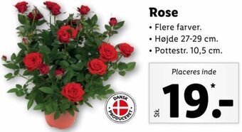 Lidl Rose tilbud