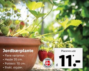 Lidl Jordbær tilbud