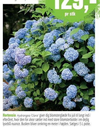 Aldershvile Planteskole Hortensia tilbud
