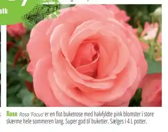 Langeskov Planteskole Rose tilbud