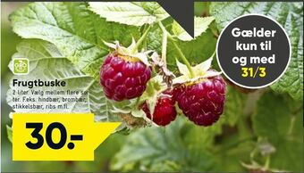 Bilka Frugtbuske tilbud