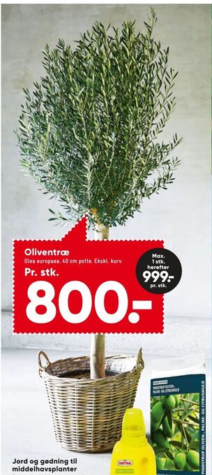 Bilka Oliventræ tilbud