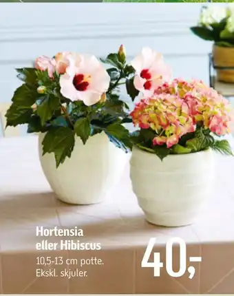 Føtex Hortensia eller Hibiscus tilbud