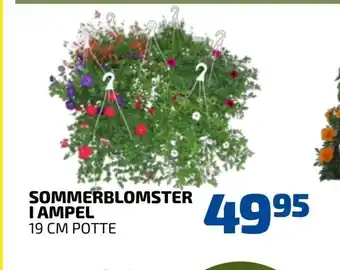 Davidsen Sommerblomster i ampel tilbud