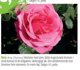 Rose