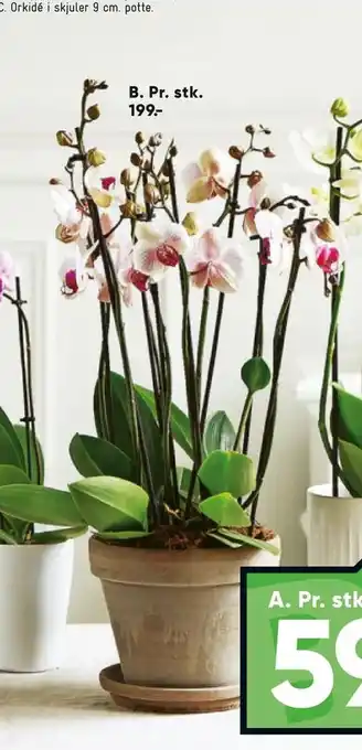 Bilka Orkidé 8 gr. 17 cm potte tilbud