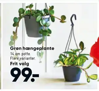 Bilka Grøn hængeplante tilbud