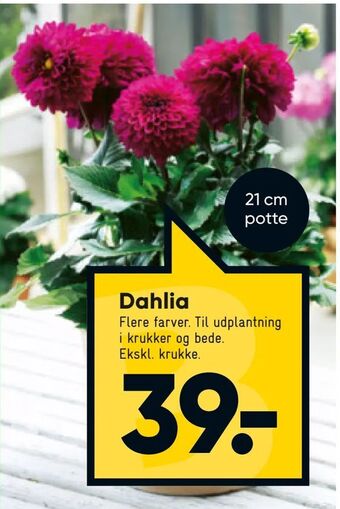Bilka Dahlia tilbud