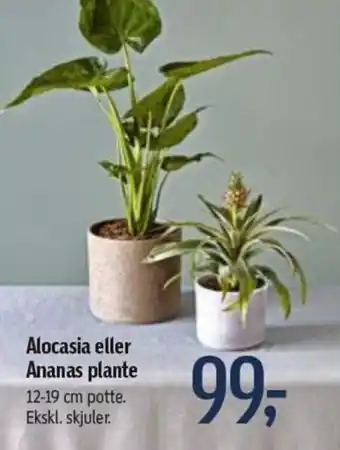 Føtex Alocasia Eller Ananas Plante 12-19cm tilbud