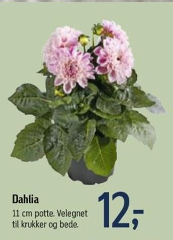 Føtex Dahlia tilbud