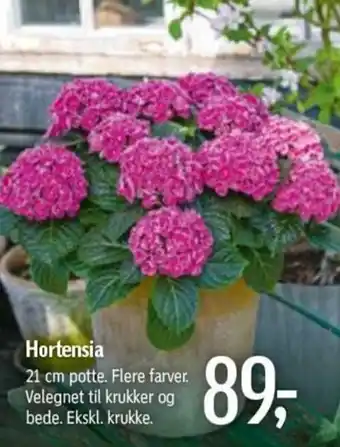Føtex Hortensia 21cm tilbud