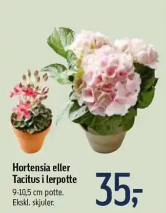 Føtex Hortensia Eller Tacitus I Lerpotte tilbud