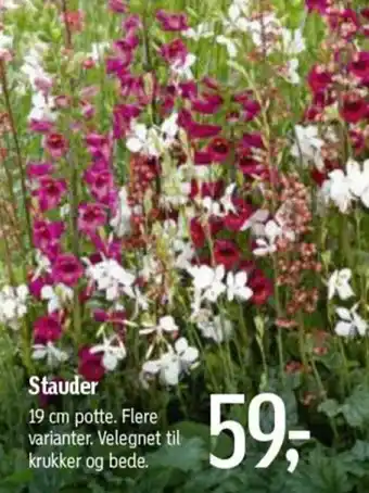 Føtex Stauder 19cm tilbud