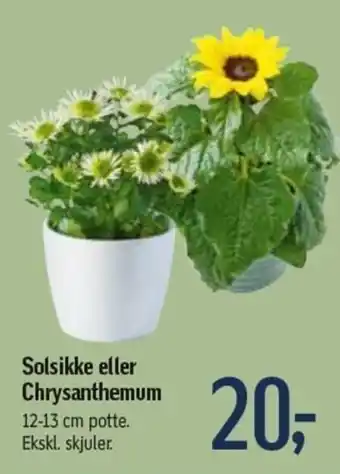 Føtex Solsikke eller Chrysanthemum 12-13cm tilbud