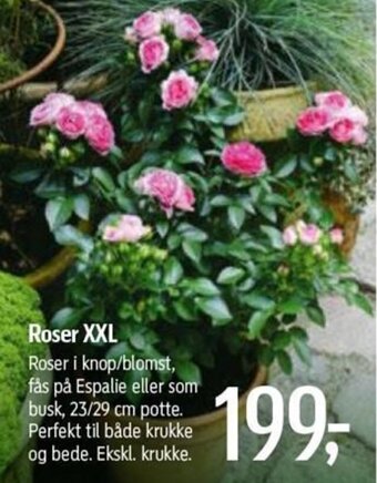Føtex Roser XXL tilbud