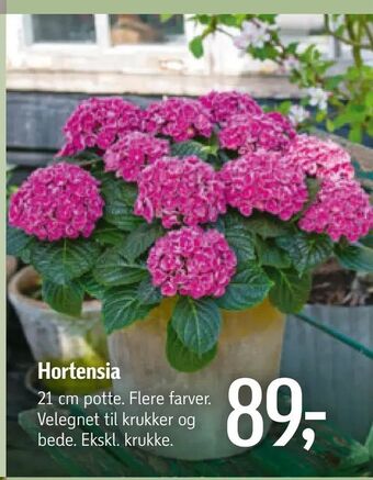 Føtex Hortensia tilbud