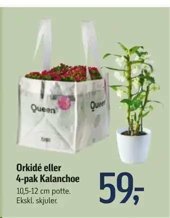 Føtex Orkidé eller 4-pak Kalanchoe tilbud